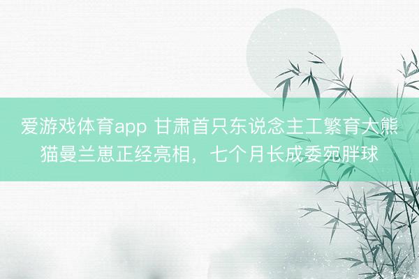 爱游戏体育app 甘肃首只东说念主工繁育大熊猫曼兰崽正经亮相，七个月长成委宛胖球