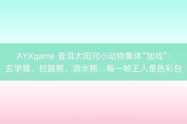 AYXgame 普洱太阳河小动物集体“加戏”：玄学猿、拦路熊、游水熊…每一帧王人是色彩包